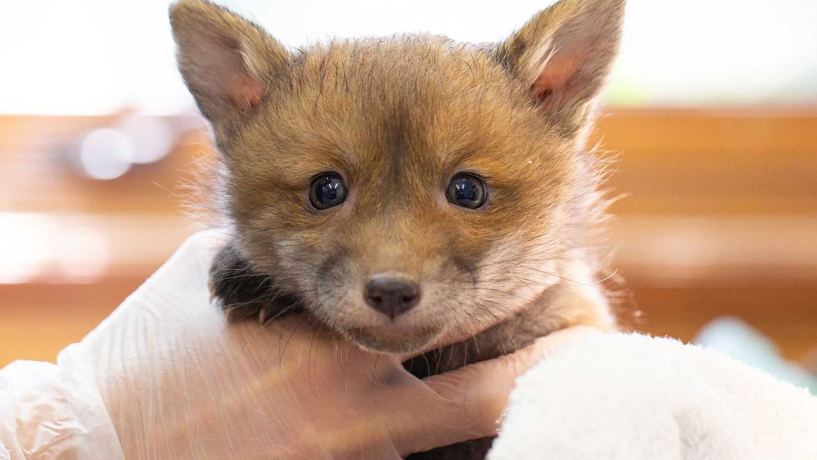 fox cub